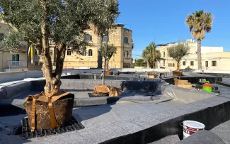 Olivenbäume mit Baumverankerung Robafix® auf einem Dachgarten