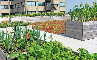 Gemüseanbau auf dem Dach