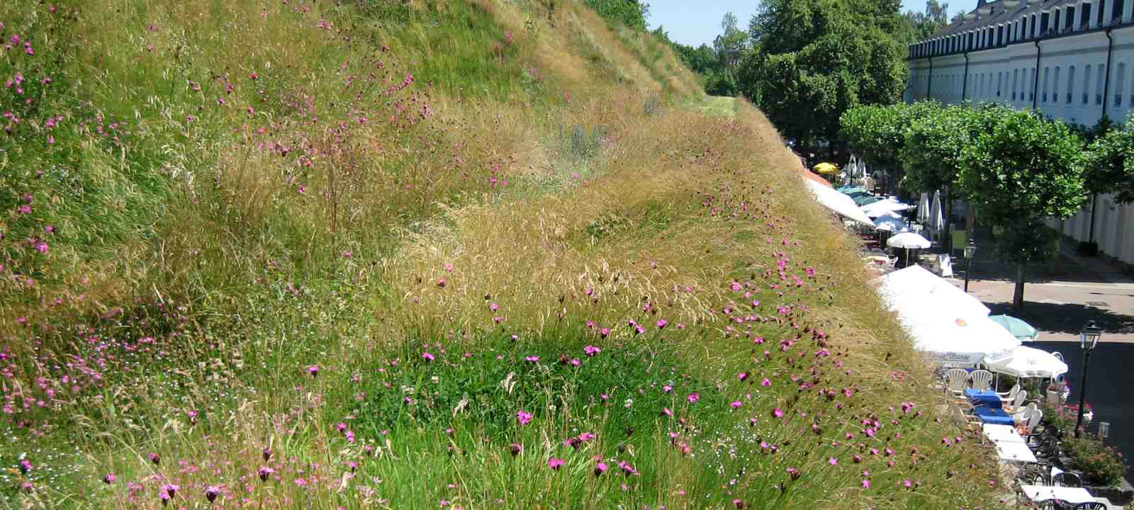 Eine blühende Wiese auf einem Steildach