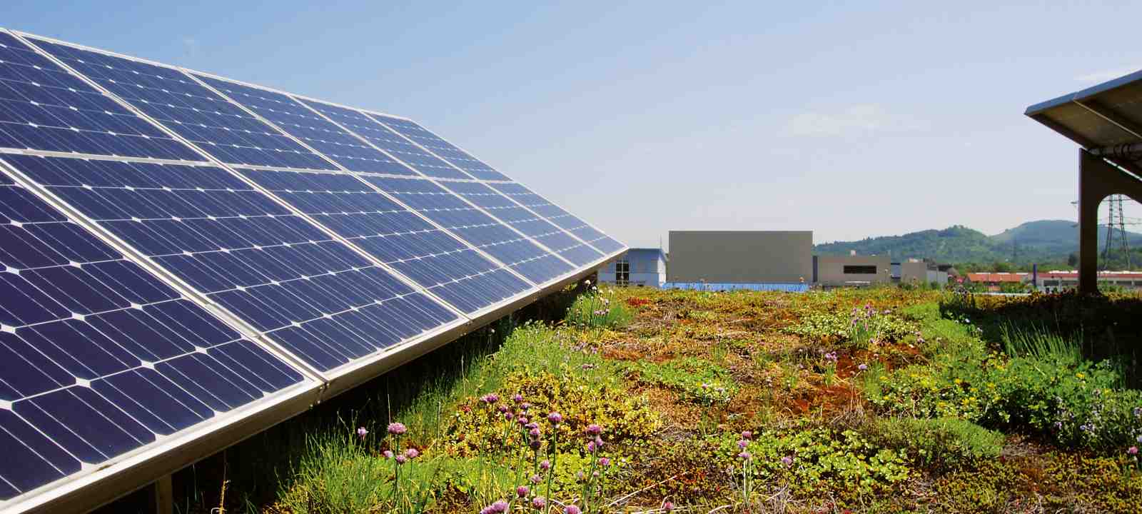Dachbegrünung und Solar