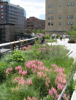 Auf der stillgelegten Bahntrasse „High Line“ entstand New Yorks neue Sehenswürdigkeit – dank ZinCo Dachbegrünung. Blühender Dachgarten auf der High Line
