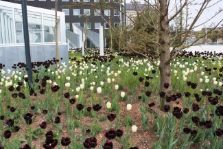 Auch die schwarzen und weißen Tulpen erzielen hier ein besonderes Harlekin Muster. Blumenbeet mit schwarzen und weißen Tulpen