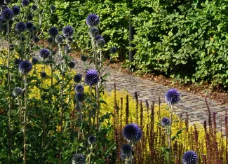 Die Kugeldisteln Echinops ritro bringen Blau in die Innenhöfe. Kugeldisteln