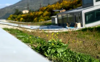 Die enorme Pflanzenvielfalt der 1 m breiten Streifen Grassoden am Dachrand wird sich mit der Zeit auch auf das Innere der Dachflächen ausbreiten. © Danil Kolodin / Tim Flynn architects Blühende Pflanze auf einem begrünten Dach