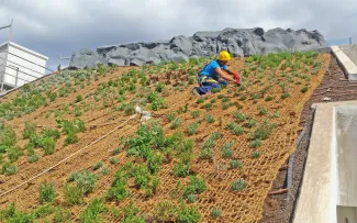 Dachgärtner beim Pflanzen auf einem Schrägdach