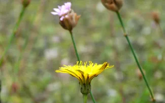 Wiesenblumen