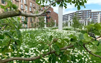 Obstbaumzweig vor Margariten-Wiese