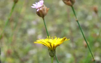 Felsennelke und Gewöhnliches Ferkelkraut