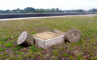 Totholz und Sandlinsen auf einem begrünten Flachdach