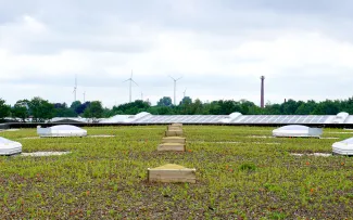 Begrüntes Flachdach mit Jungpflanzen und Solaranlage