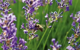 Dachbegrünung sieht nicht nur schön aus, sie trägt auch zum Überleben der Bienen bei. Biene auf Lavendel