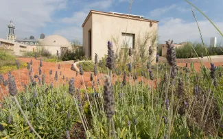 Gründach mit Lavendel