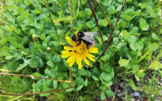 Hummel auf Blüte