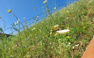 Wiesenblumen