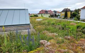 Biodiversitäts-Gründach