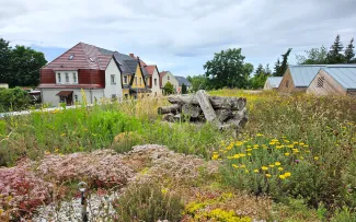 Artenreiches Gründach mit Totholz