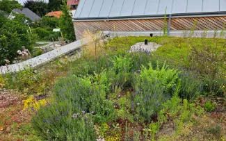 Gründach mit Stauden, Sedum, Kräutern