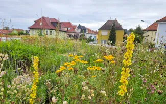 Blühende Dachbegrünung